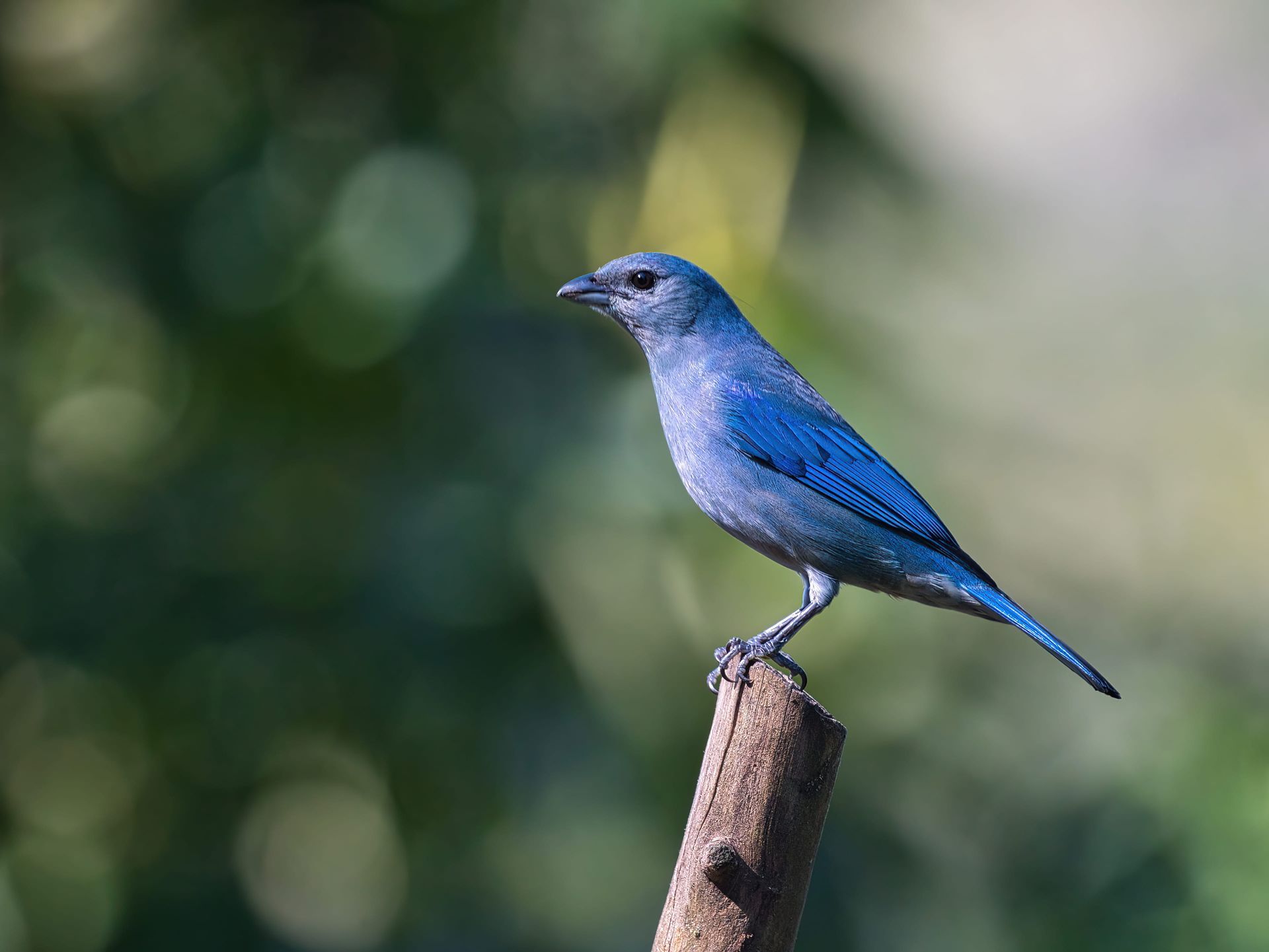Observação de Aves em Joinville- birdwatching