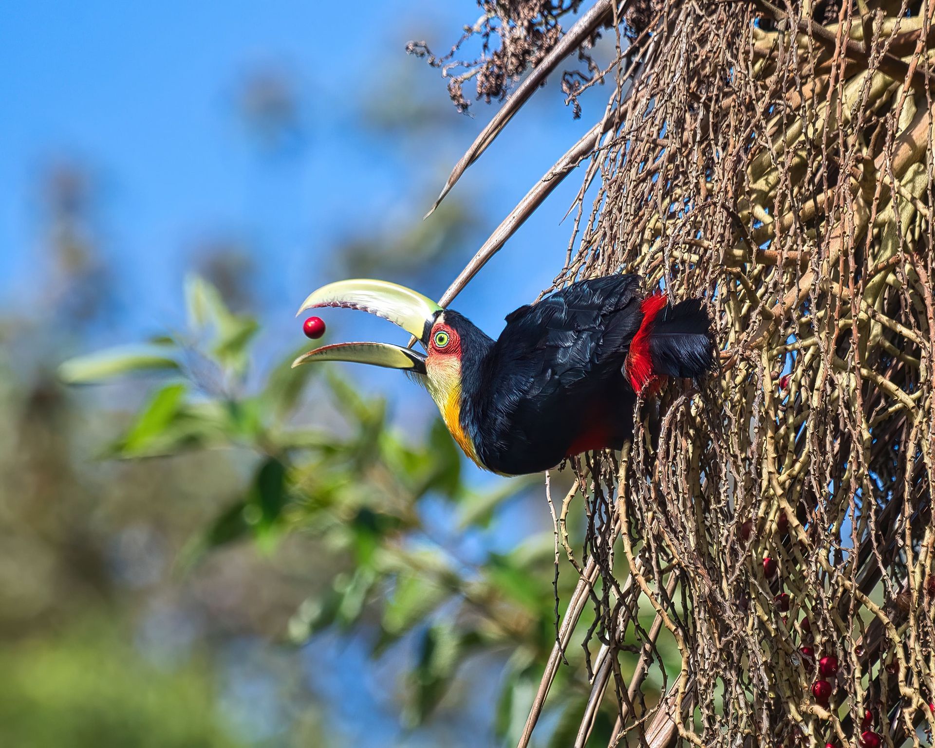 Observação de Aves em Joinville- birdwatching