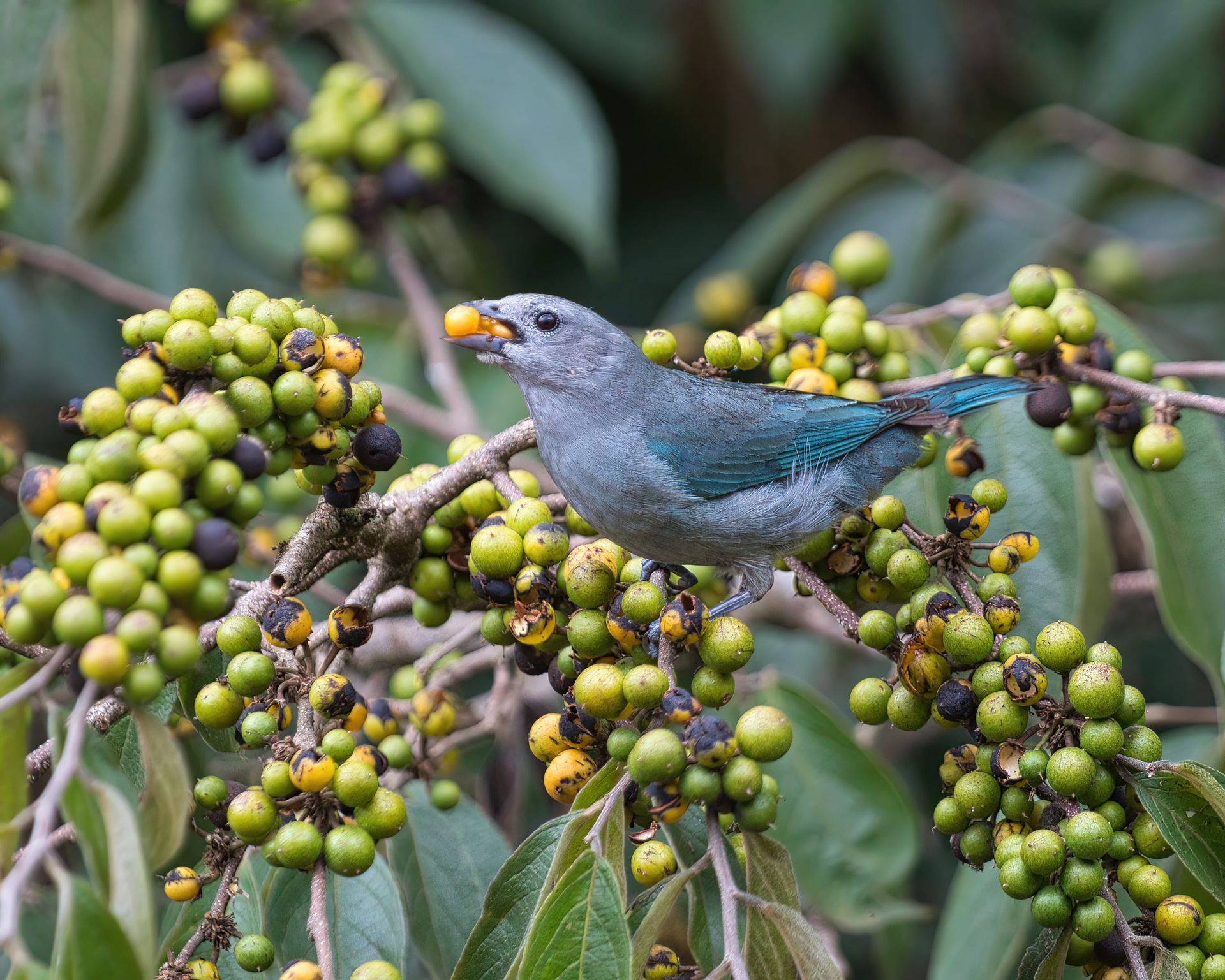 Observação de Aves em Joinville- birdwatching