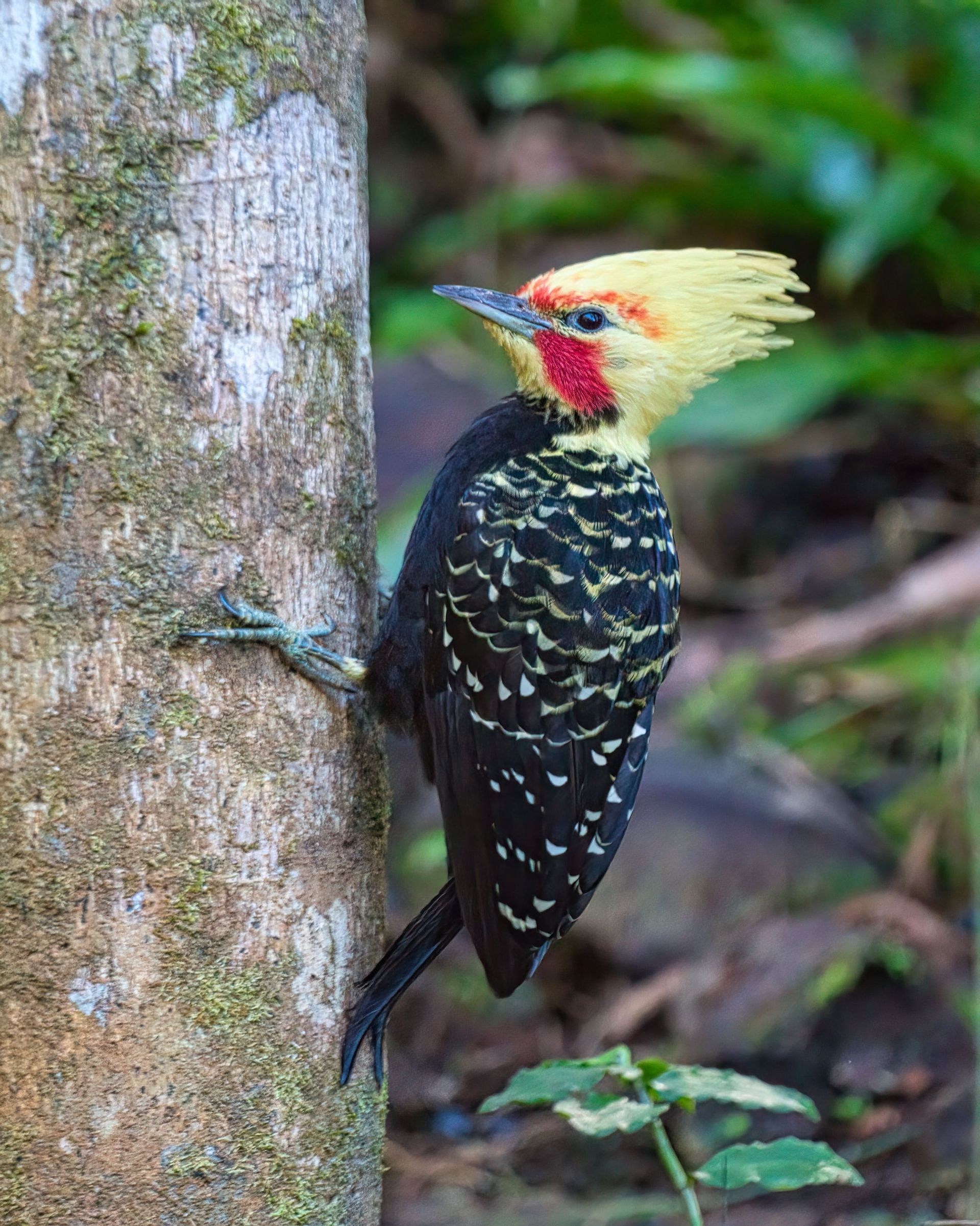 Observação de Aves em Joinville- birdwatching
