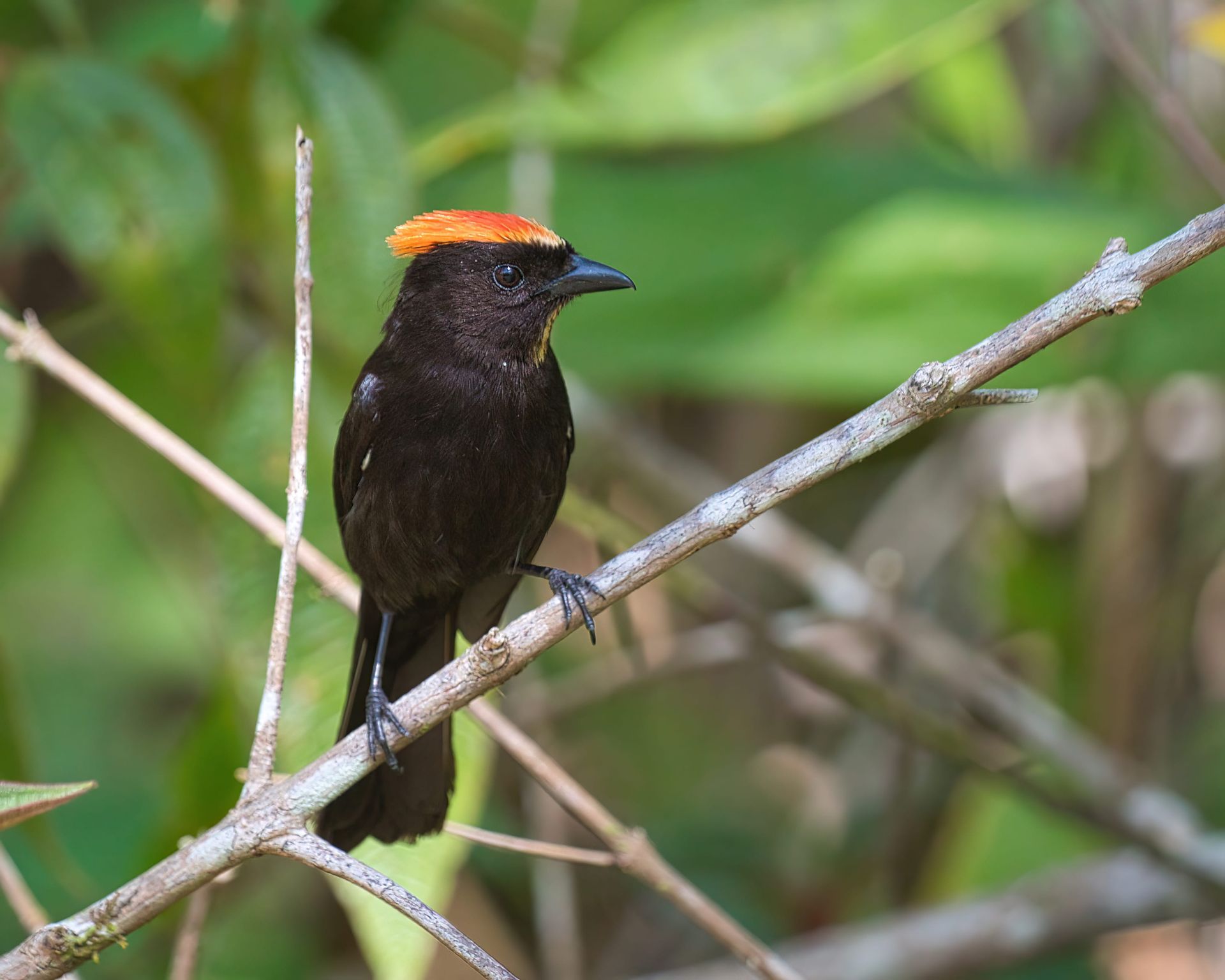 Observação de Aves em Joinville- birdwatching