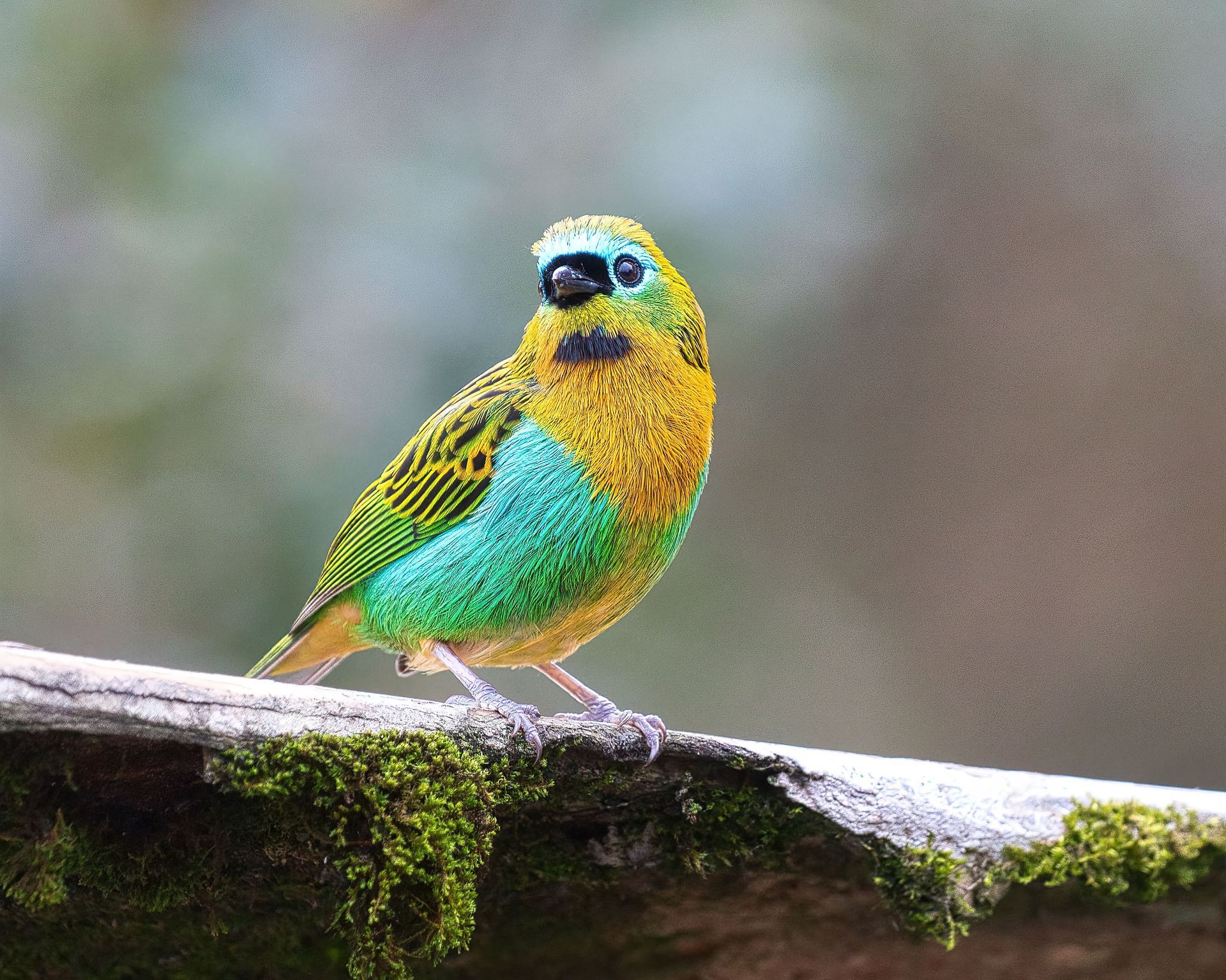 Observação de Aves em Joinville- birdwatching