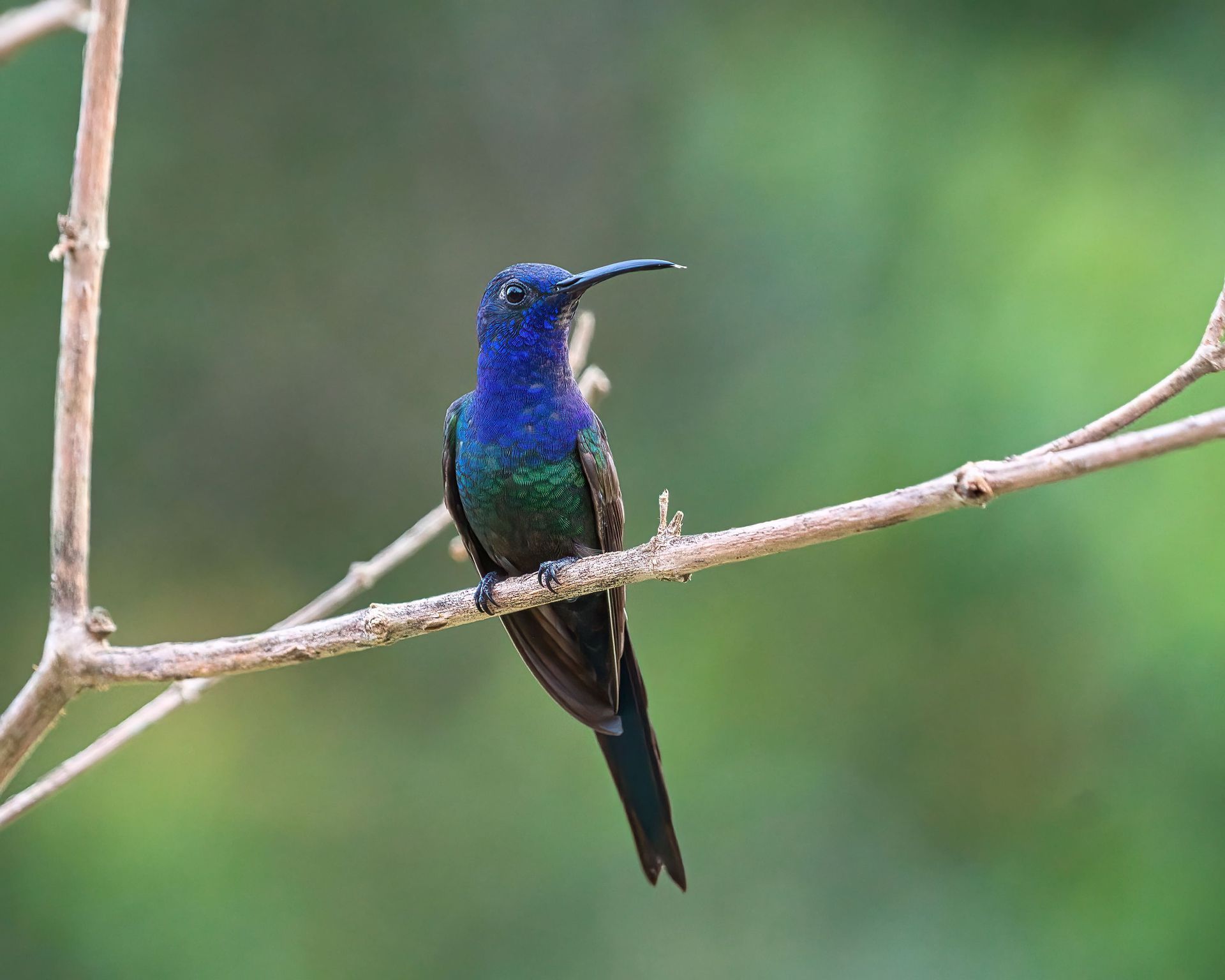 Observação de Aves em Joinville- birdwatching