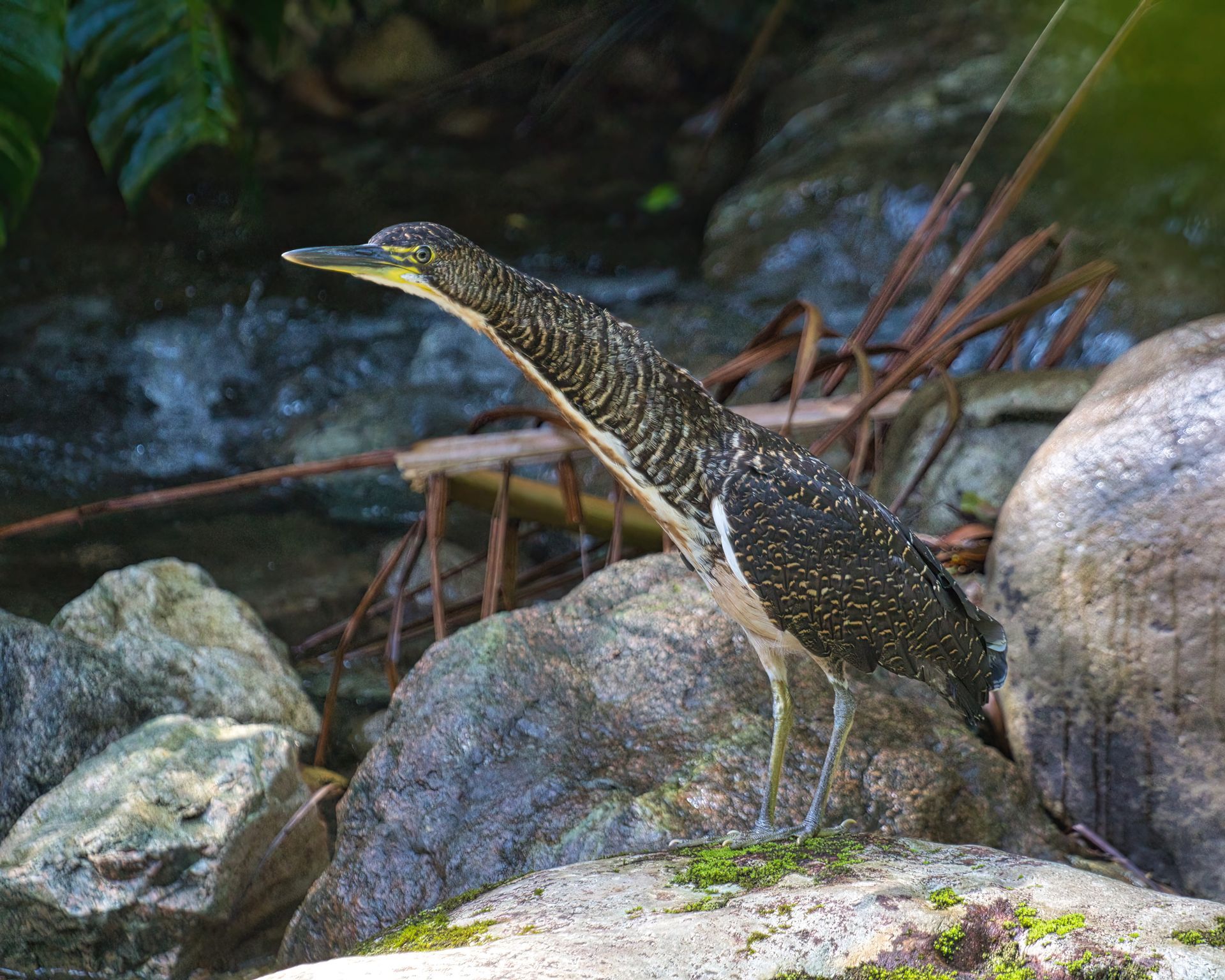 Observação de Aves em Joinville- birdwatching
