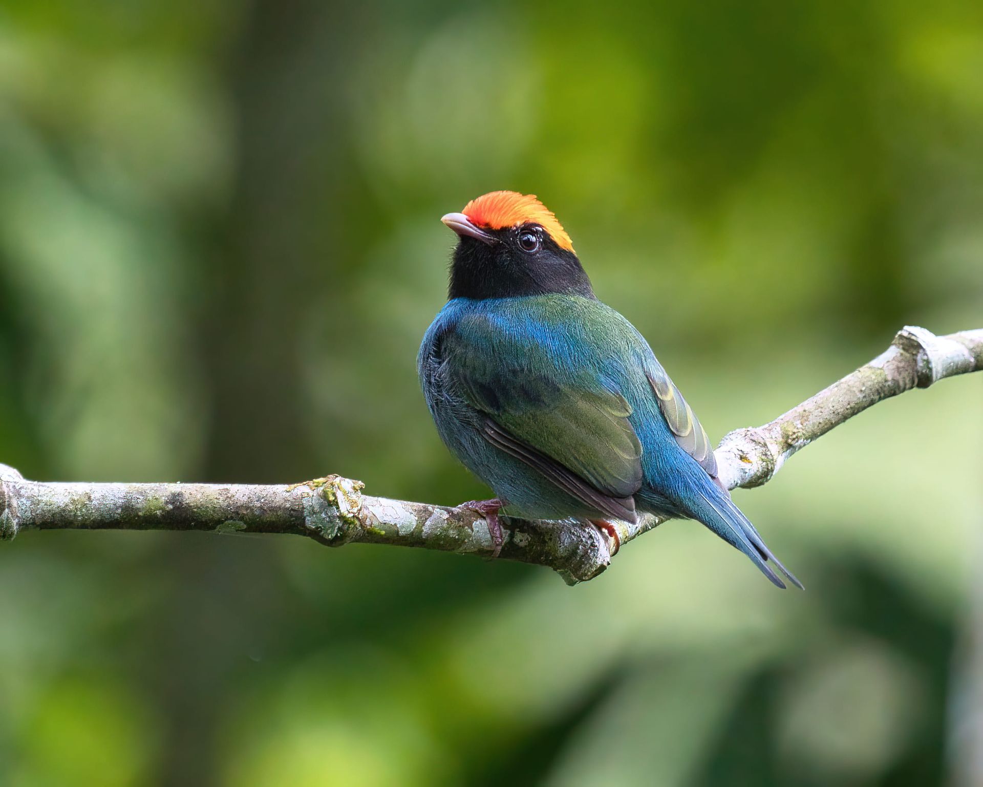 Observação de Aves em Joinville- birdwatching