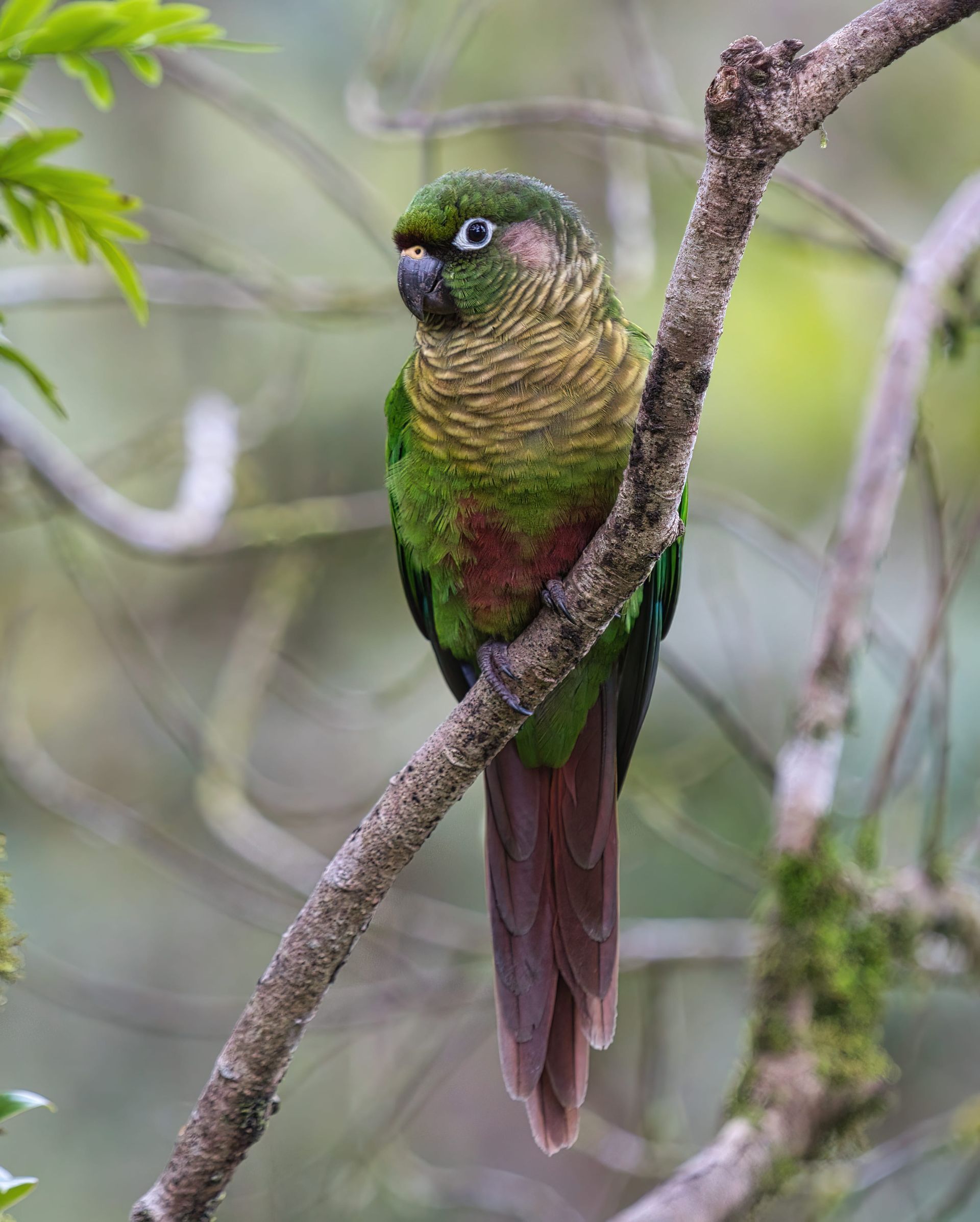 Observação de Aves em Joinville- birdwatching