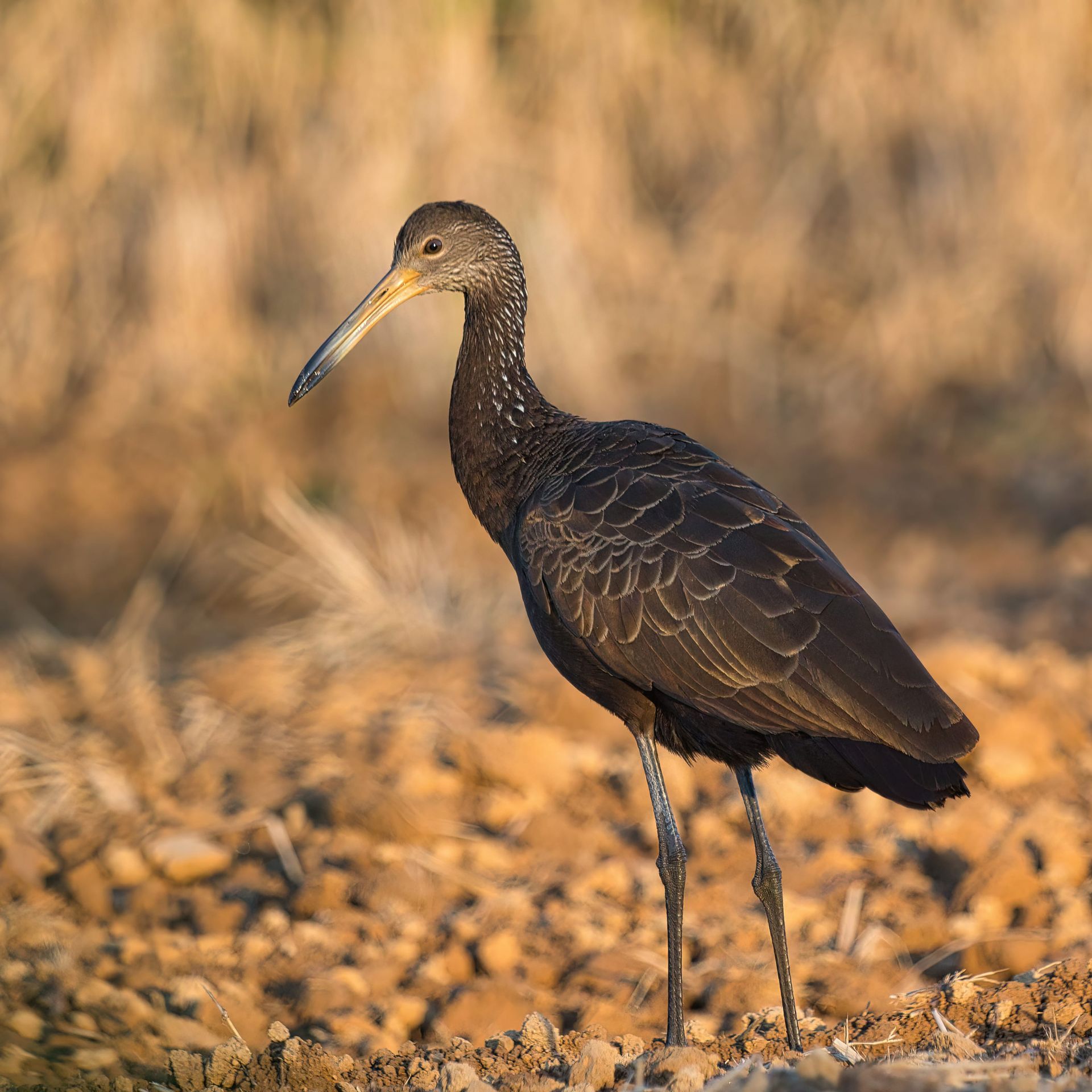 Observação de Aves em Joinville- birdwatching