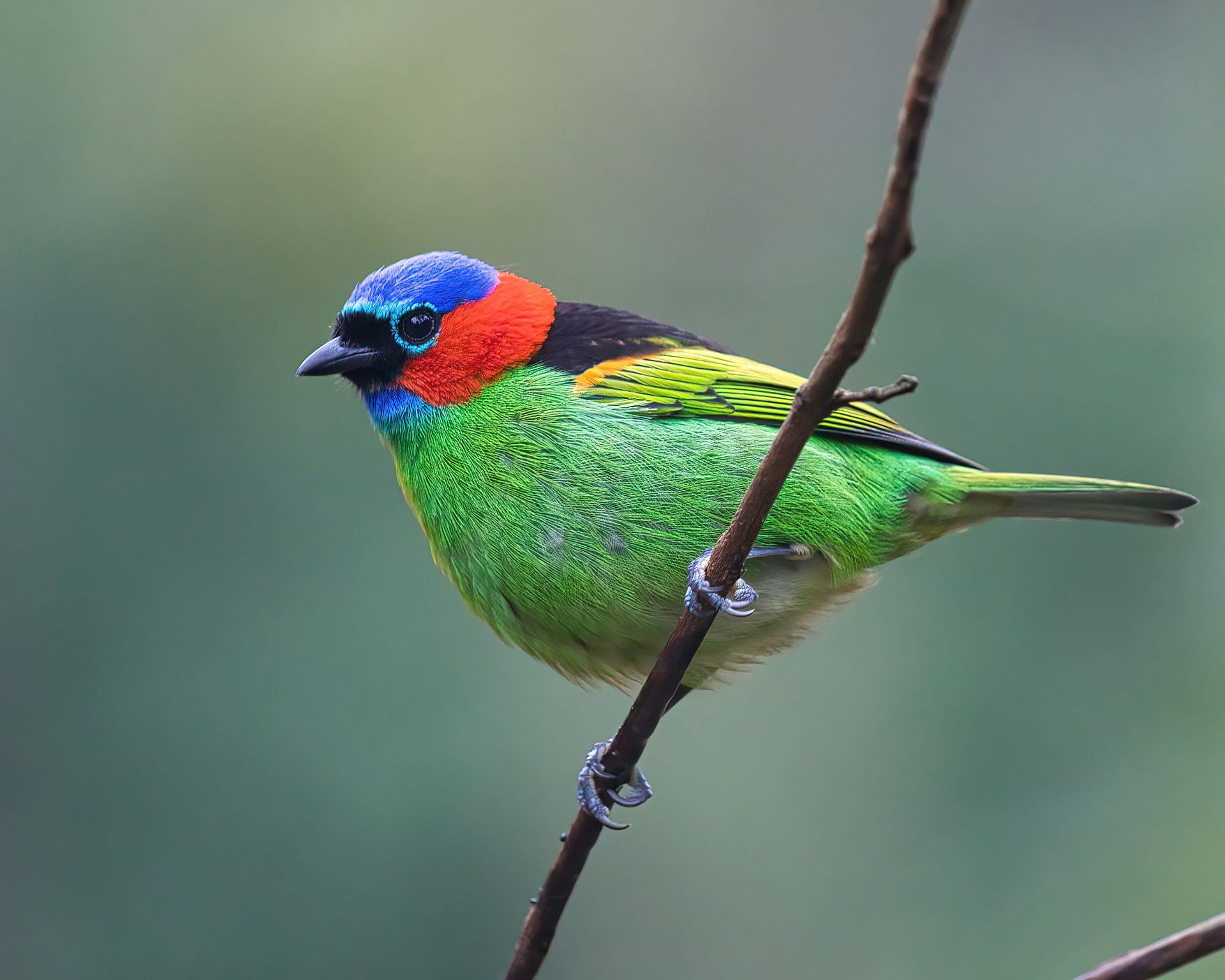 Observação de Aves em Joinville- birdwatching