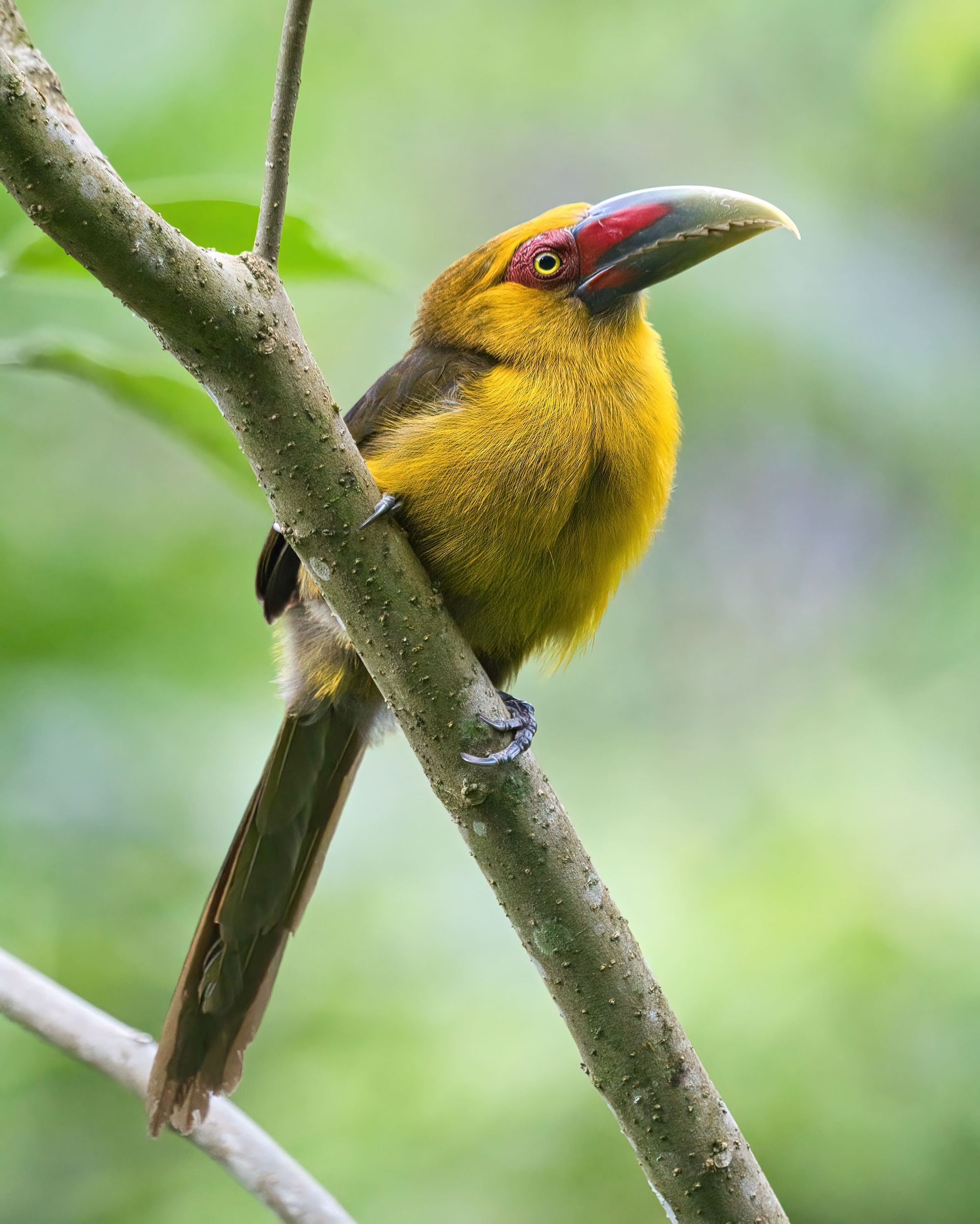 Observação de Aves em Joinville- birdwatching