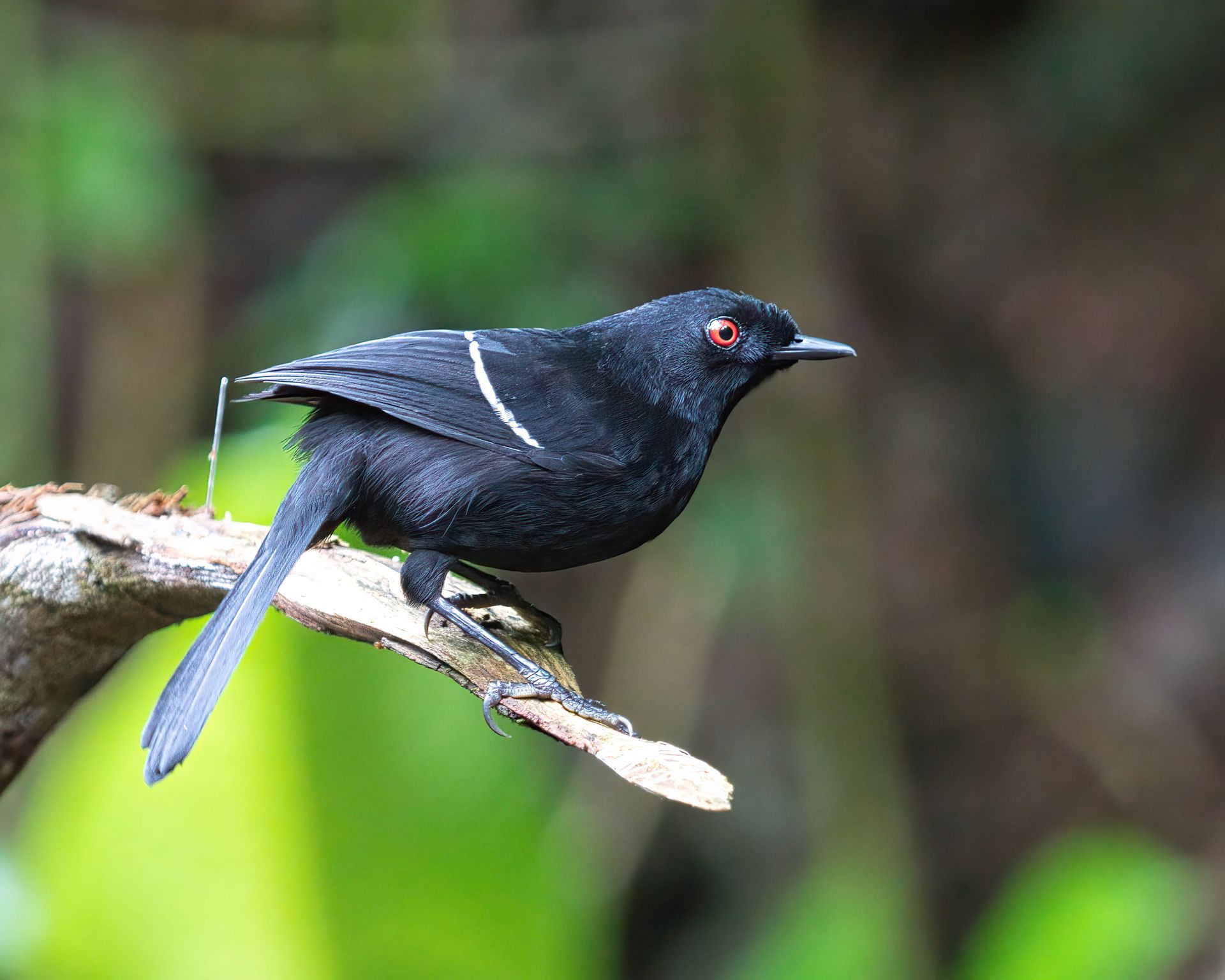 Observação de Aves em Joinville- birdwatching