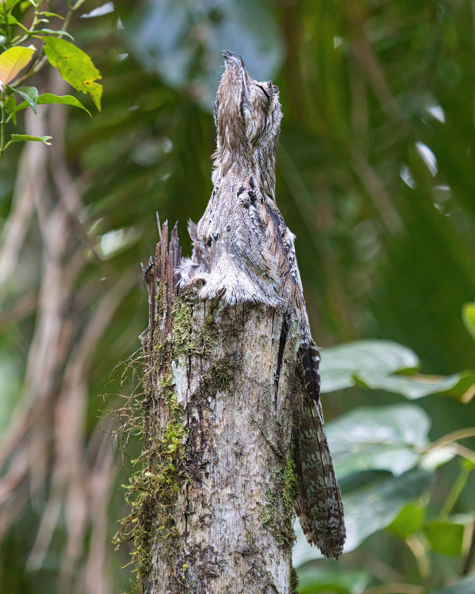 Observação de Aves em Joinville- birdwatching