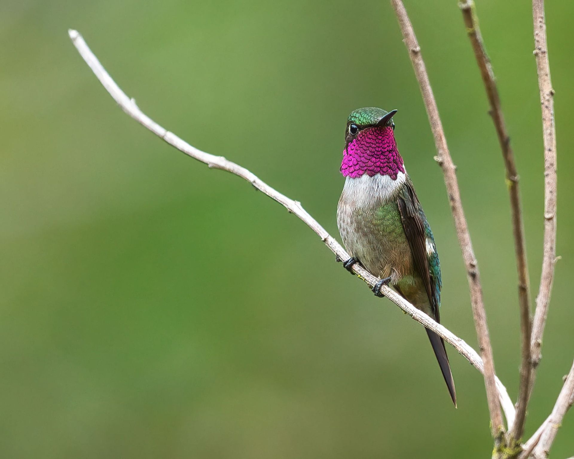 Observação de Aves em Joinville- birdwatching