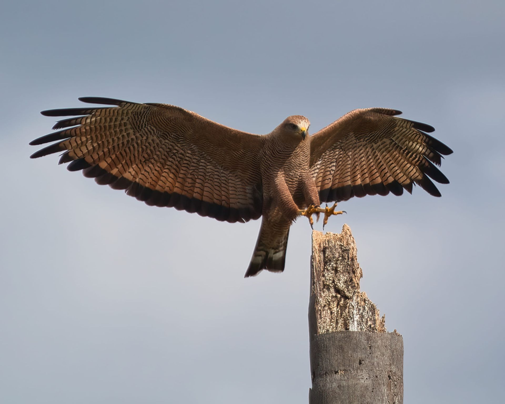 Observação de Aves em Joinville- birdwatching