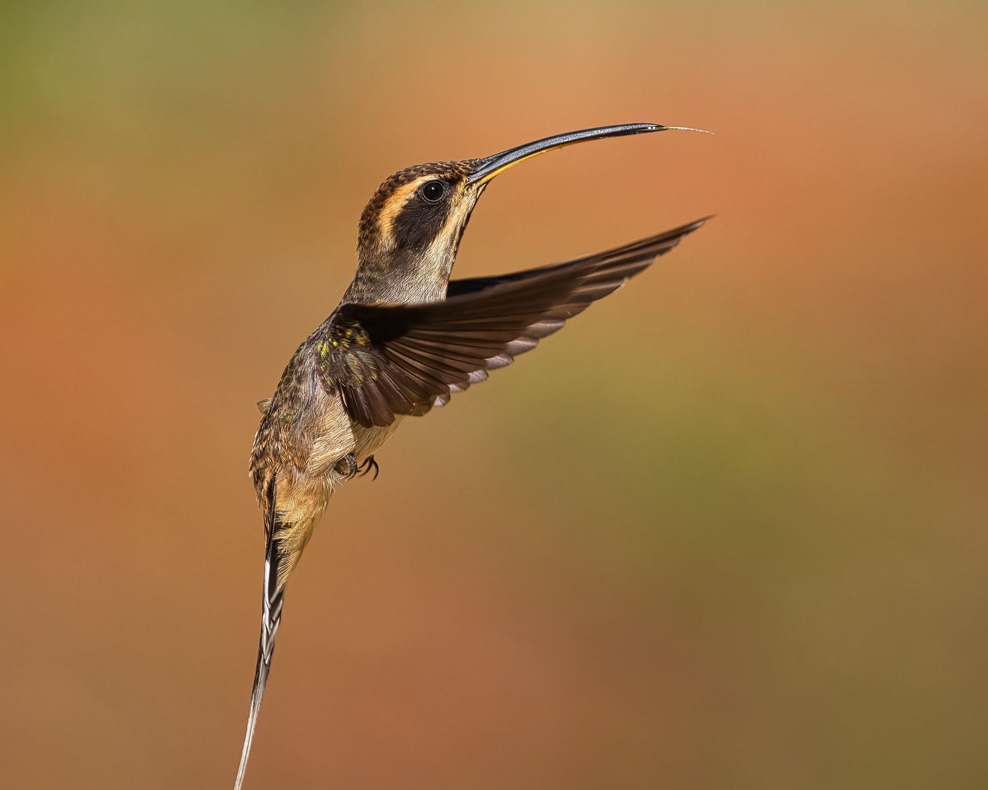 Observação de Aves em Joinville- birdwatching