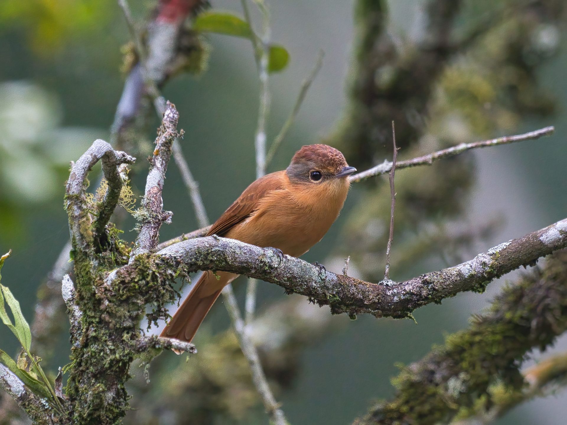Observação de Aves em Joinville- birdwatching