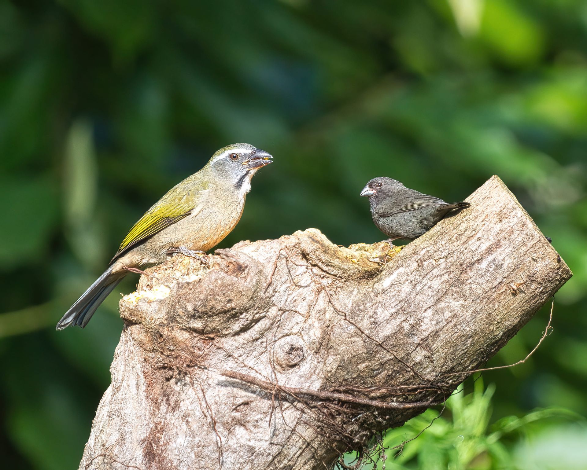 Observação de Aves em Joinville- birdwatching