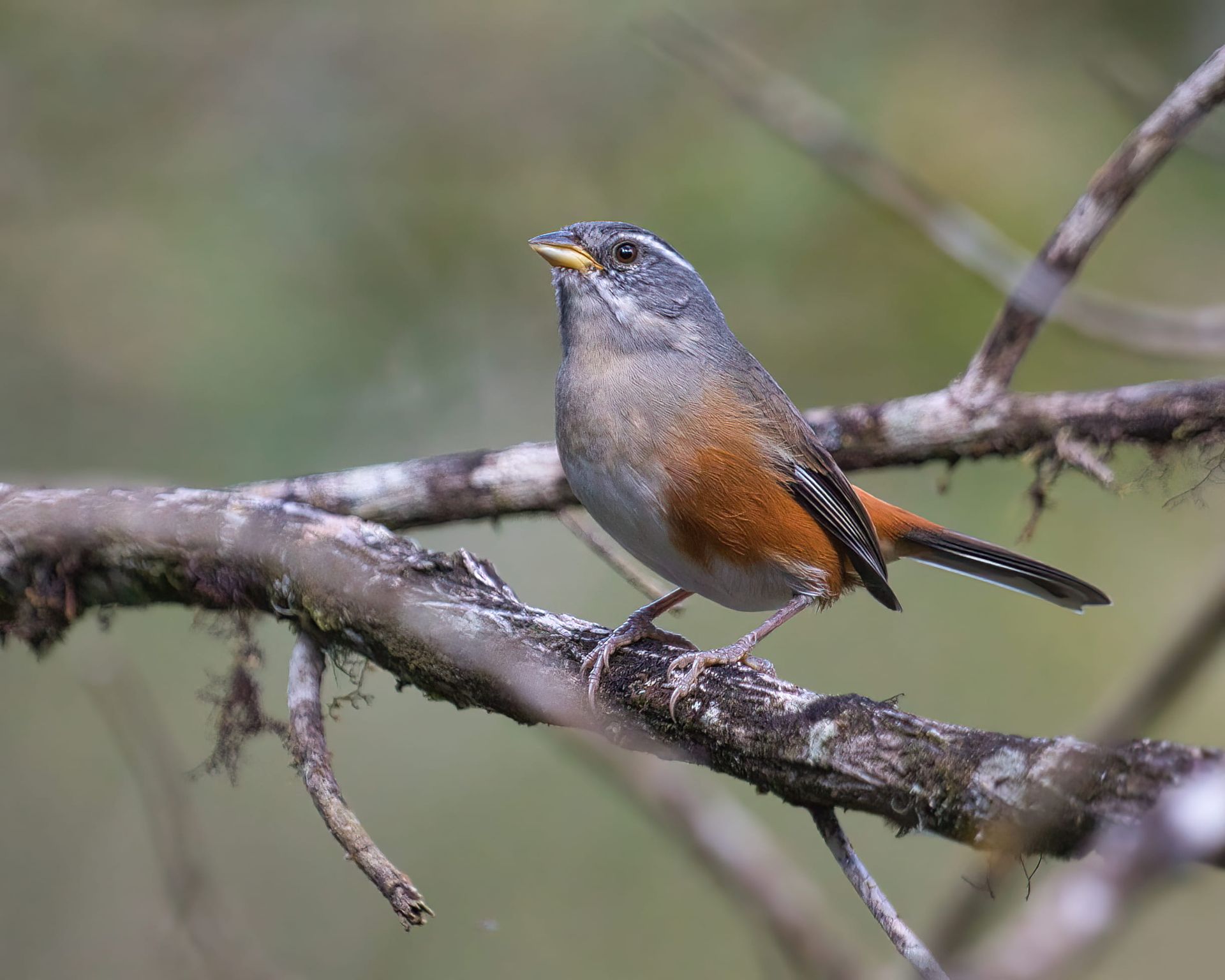 Observação de Aves em Joinville- birdwatching