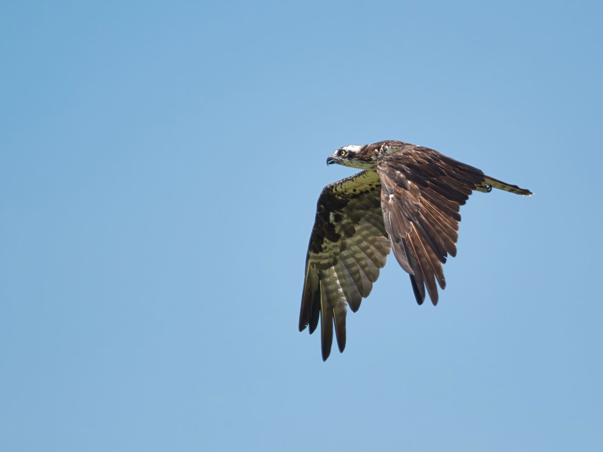 Observação de Aves em Joinville- birdwatching