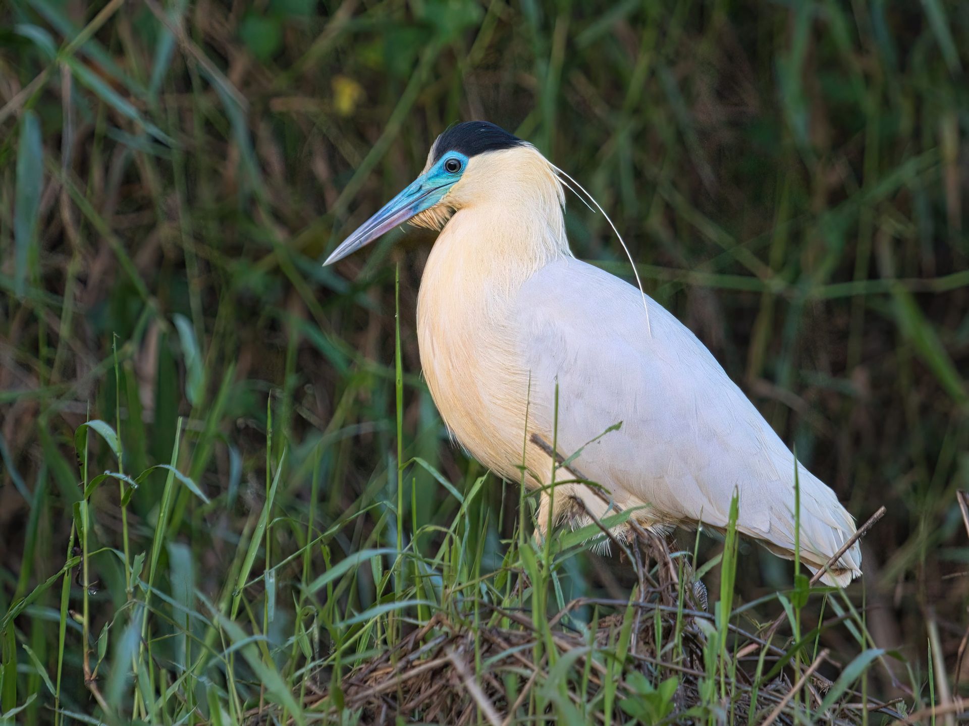 Observação de Aves em Joinville- birdwatching