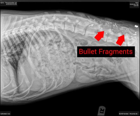 Hempie Paws Cbd For Pets