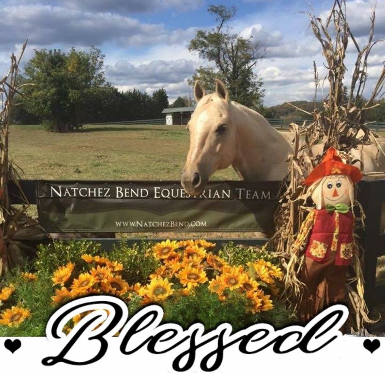 A palomino horse peers over a fence decorated with sunflowers and a scarecrow;