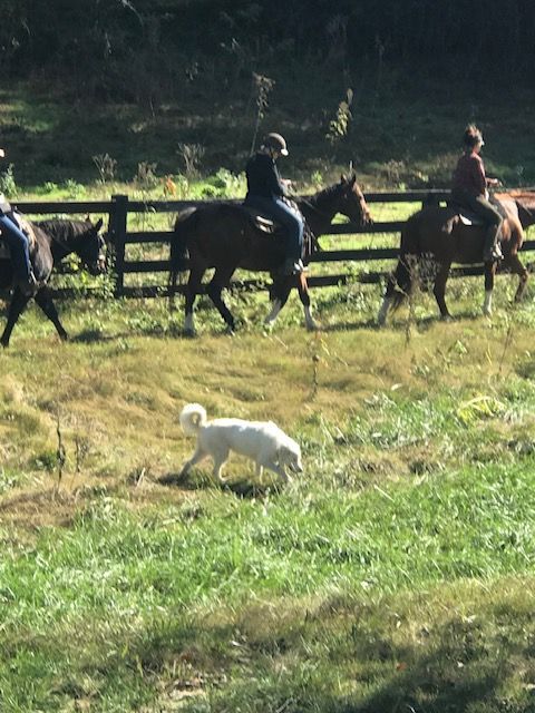 Dog runs in grassy field with riders on horseback in background near a fence.