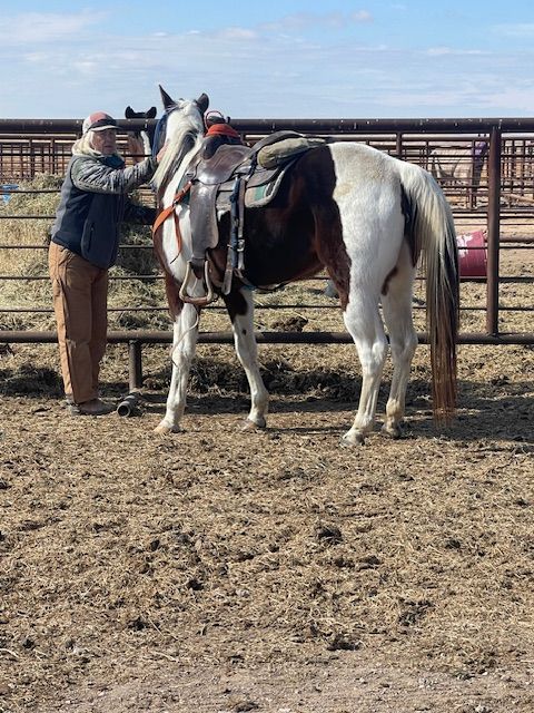 Person saddling a paint horse in a fenced corral; brown, white, and black horse with saddle.