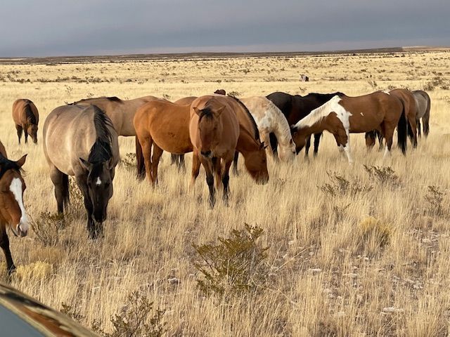 Herd of horses grazing in a dry, grassy field under a cloudy sky.