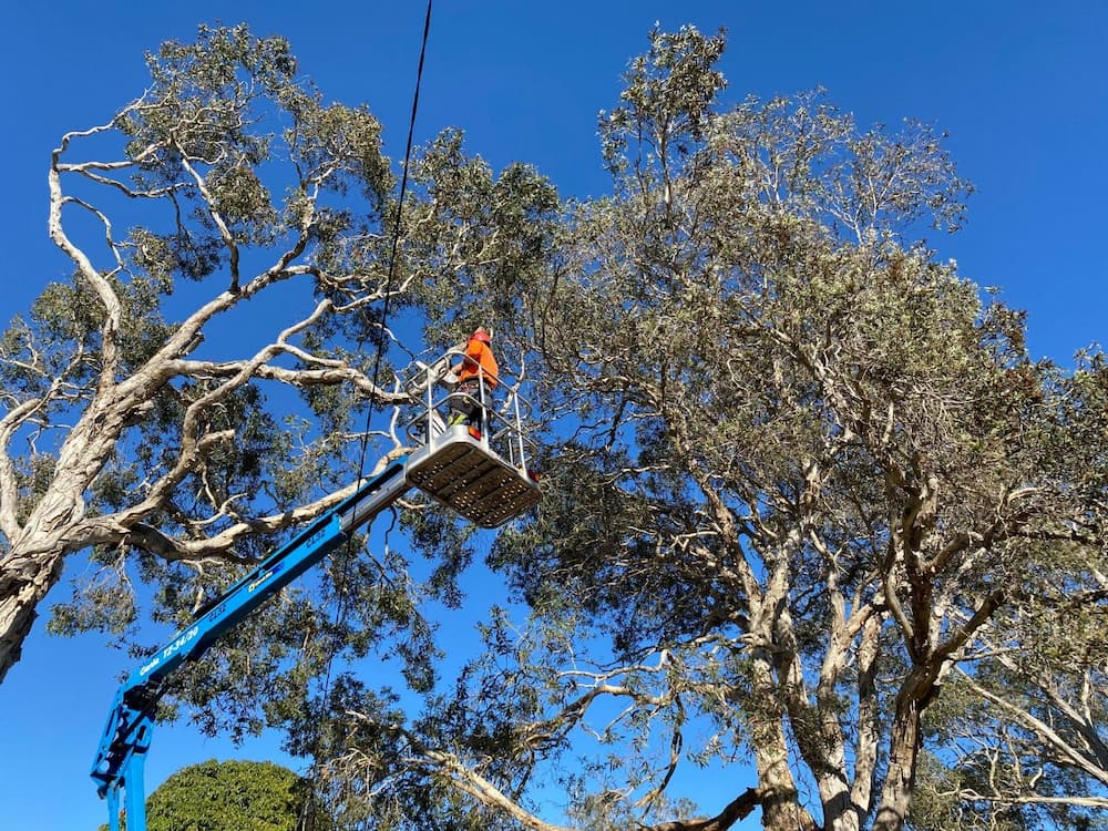 Tree Lopping Sunshine Coast Branch Manager Tree Services