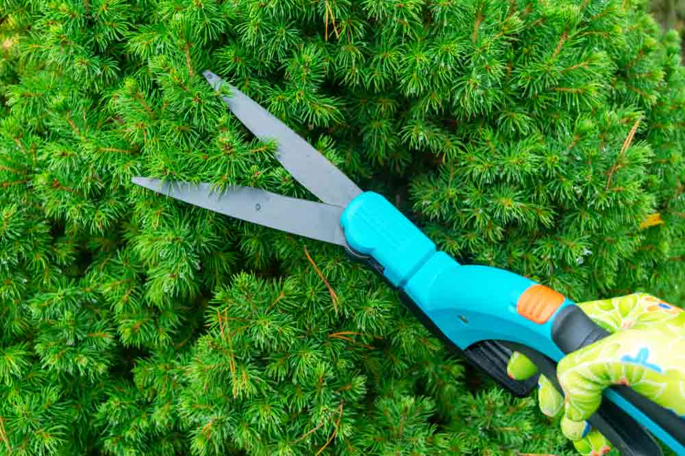 Tree Pruning Sunshine Coast Branch Manager Tree Services