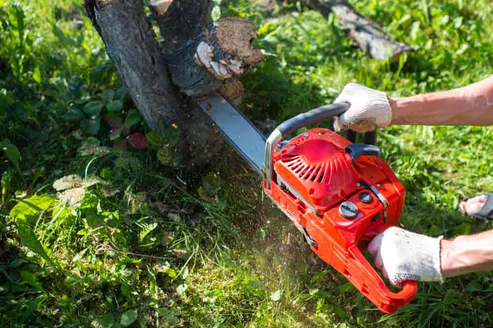 Man Cutting A Tree With A Chainsaw