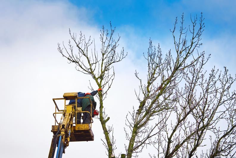 Tree Branch Removal Sunshine Coast Branch Manager
