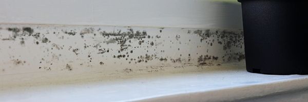 Severe mold growth threatening indoor air quality.