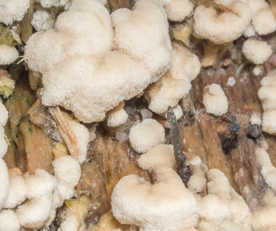 Close-up of mushrooms growing inside a home, showing indoor moisture damage and fungal growth