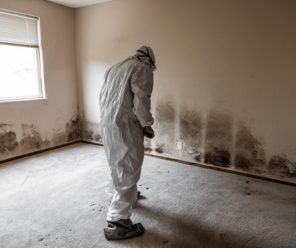 Close-up of smelly black mold growing on a damp wall in Fort Myers home