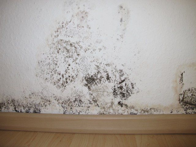 Mold growing along the wall in a Fort Myers home.