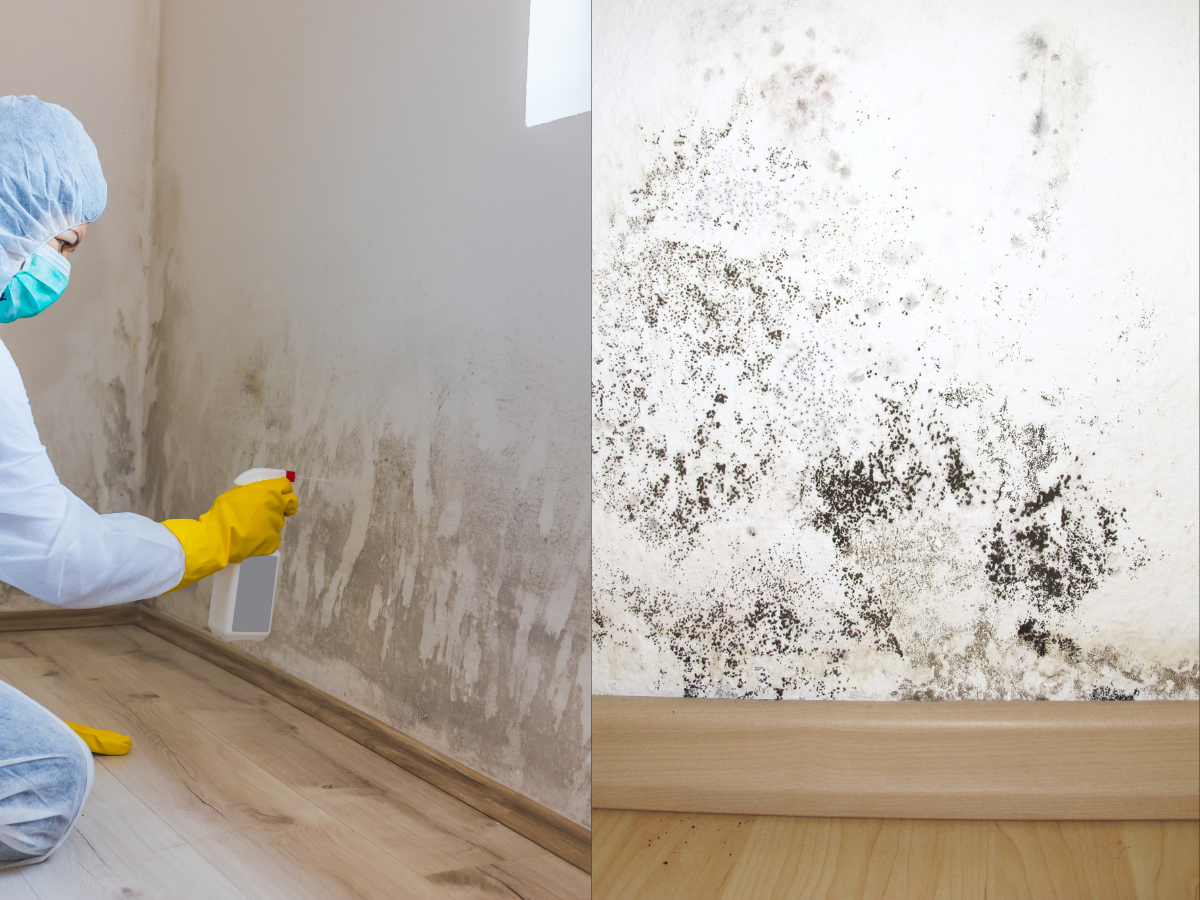 Side by side comparison of mold and mildew growth on walls inside a Florida home
