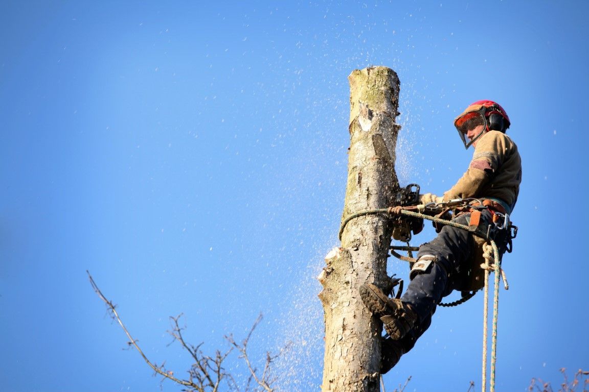 Arborist uses a chainsaw to cut a tree trunk against a blue sky, wearing safety gear.