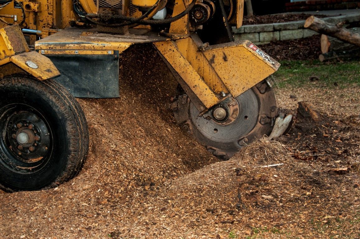Yellow stump grinder grinding wood stump, spraying wood chips.