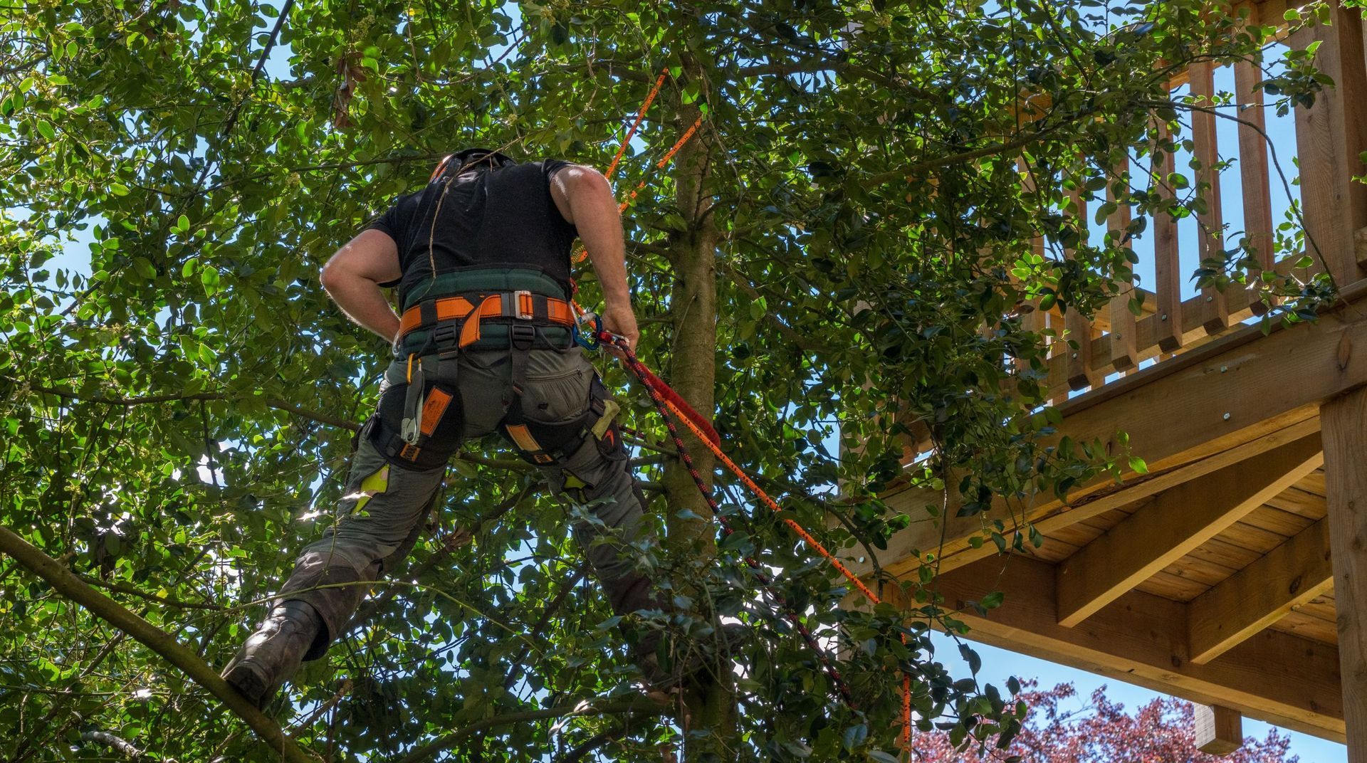 “Arborist secured with ropes working high in a leafy tree canopy during safe tree services”