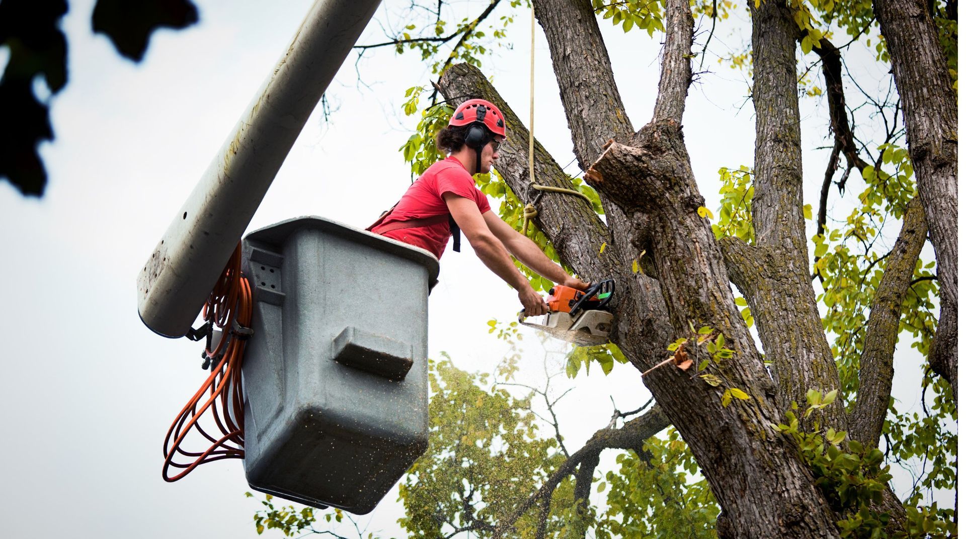 “Tree worker in a bucket lift trimming branches from a tall tree during professional tree services”