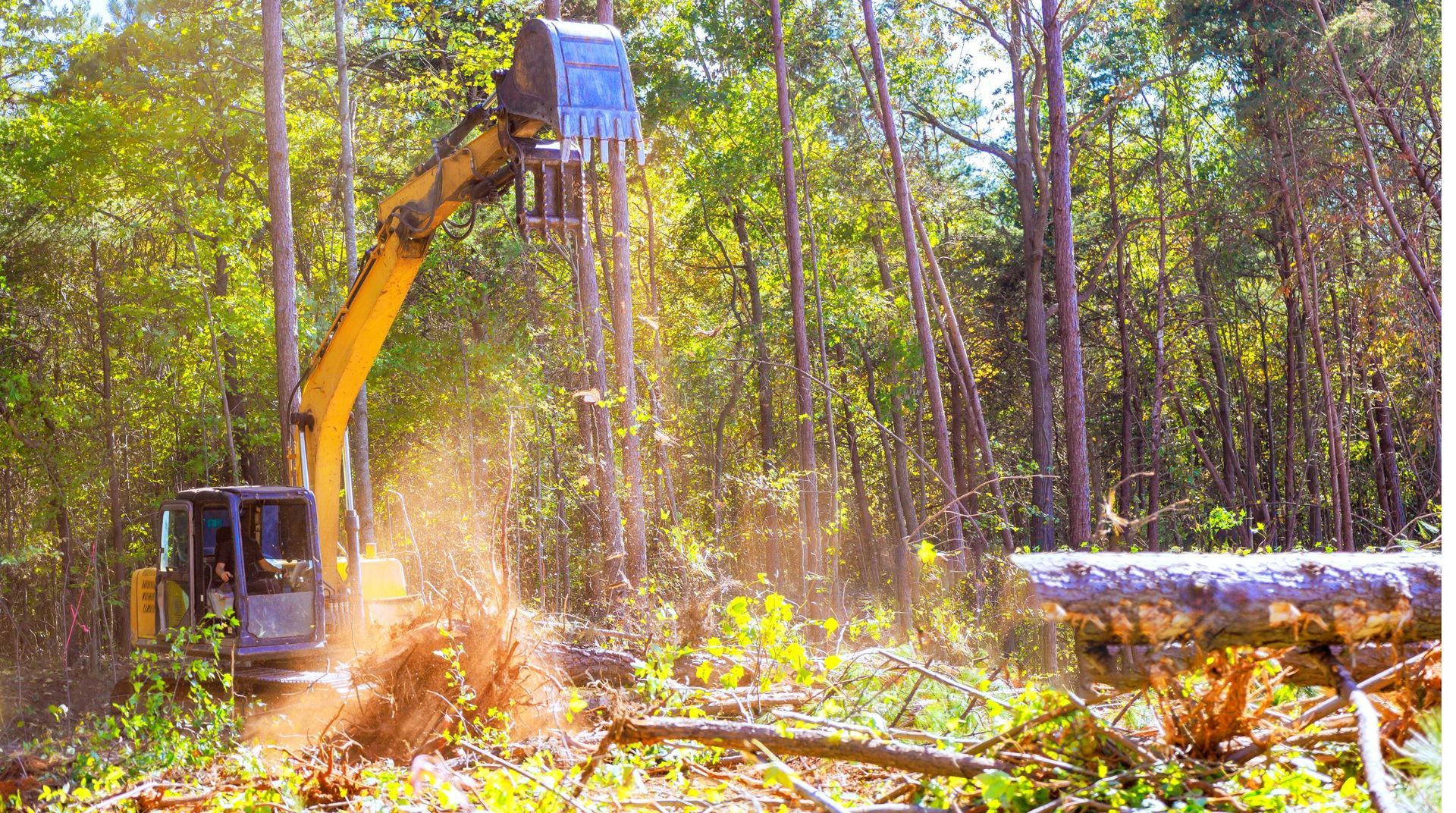 “Excavator clearing tree debris in a wooded area with dust rising during tree services”