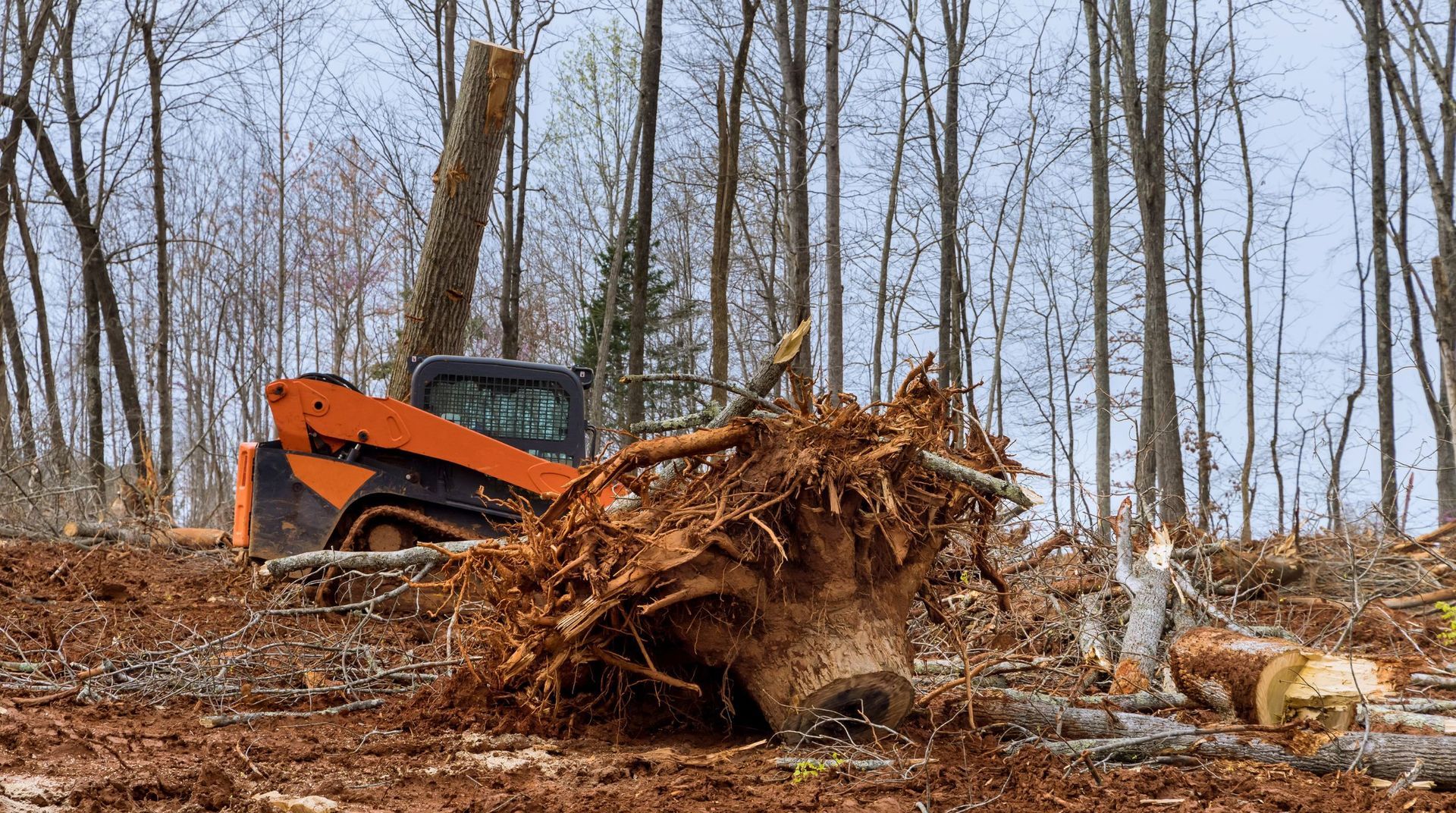 “Large tree stump and exposed roots being removed from a wooded area during tree services”