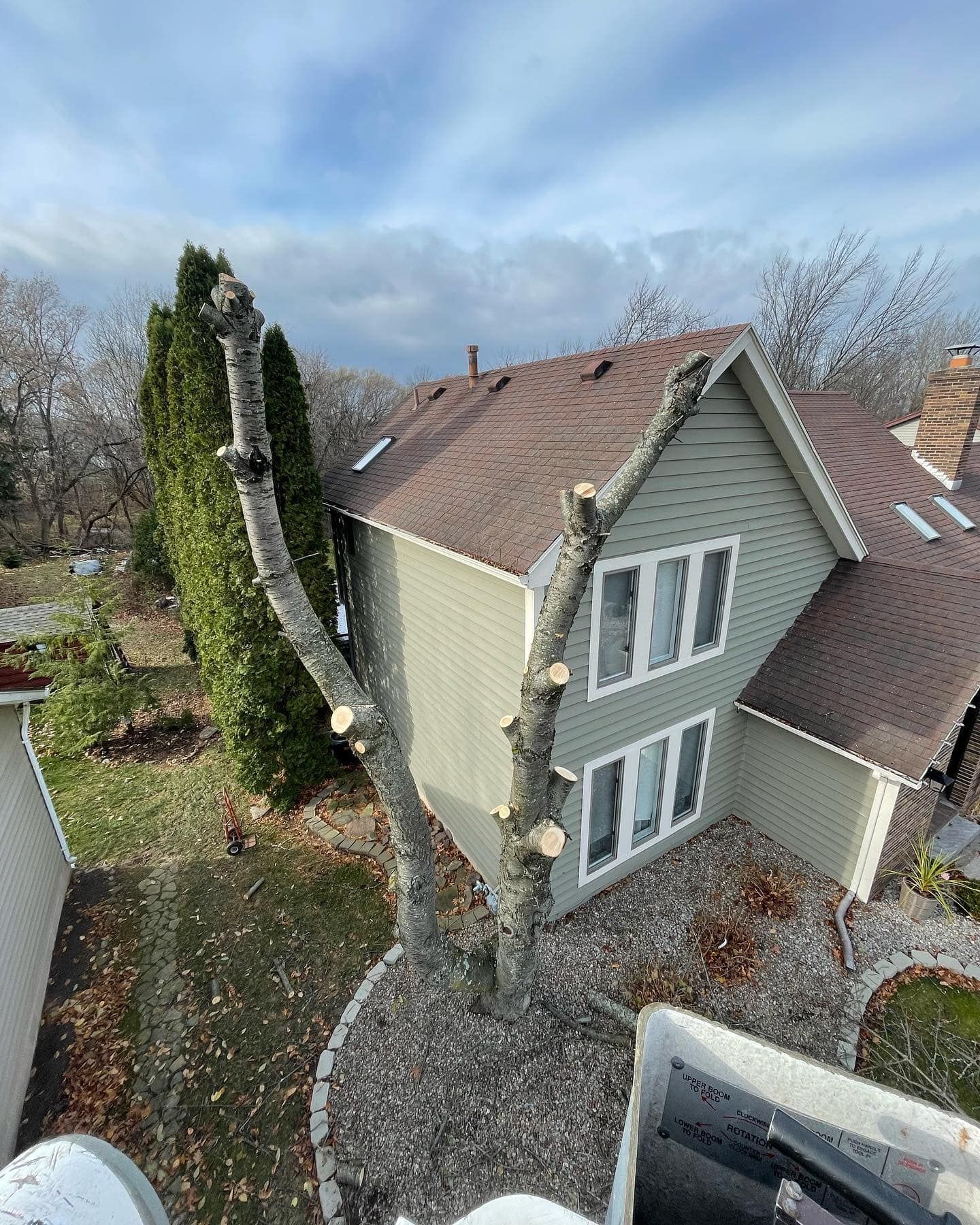 A large tree with its branches heavily pruned stands in a yard next to a two-story house with light green siding.