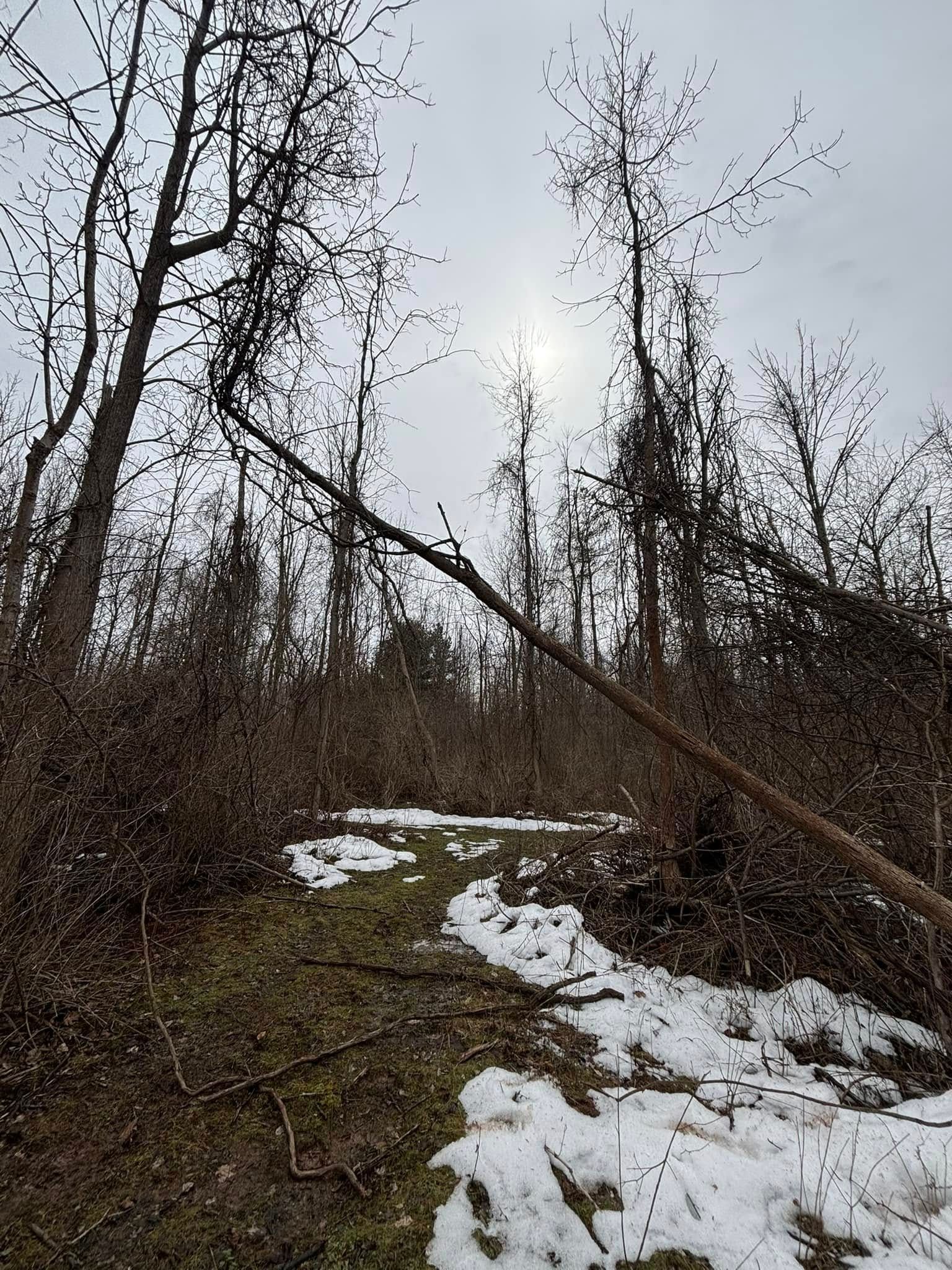 A long, thin tree trunk leans diagonally across a snowy forest path under a cloudy sky.