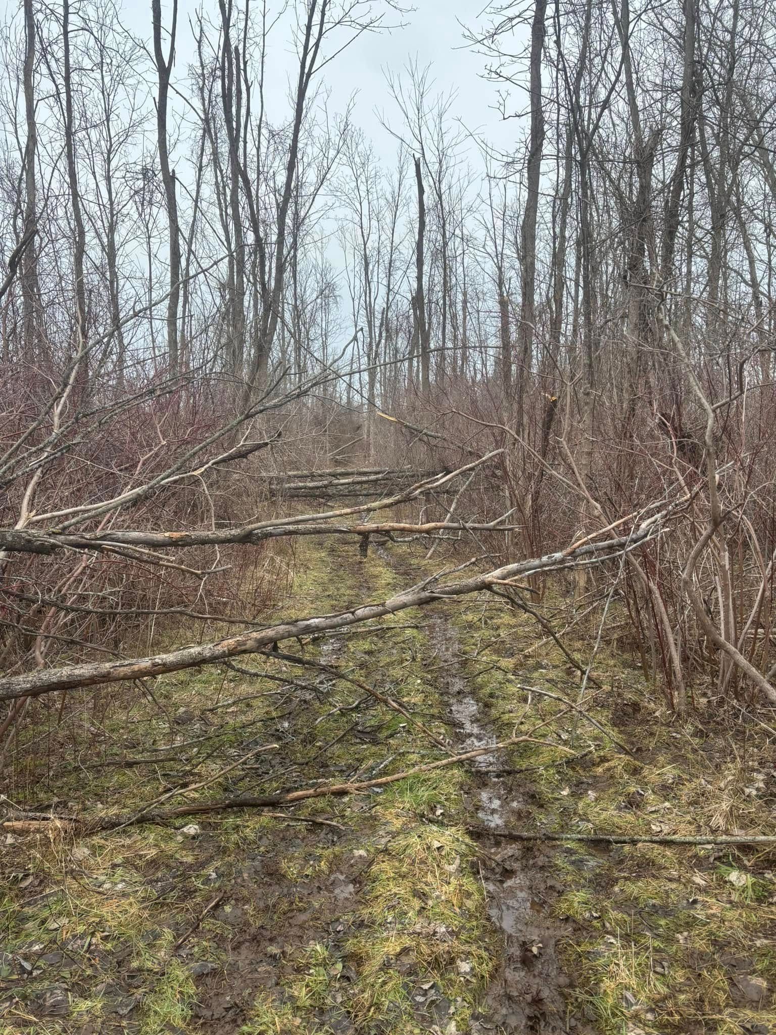 A muddy, narrow forest path obstructed by several fallen thin trees under a cloudy sky.