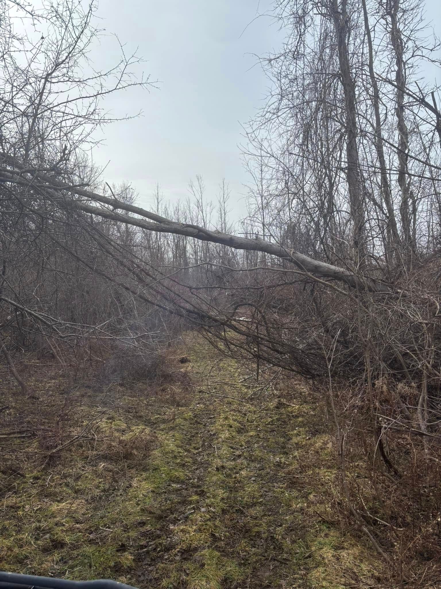 A long, thin tree trunk has fallen horizontally across a wooded path, partially obstructing the trail.