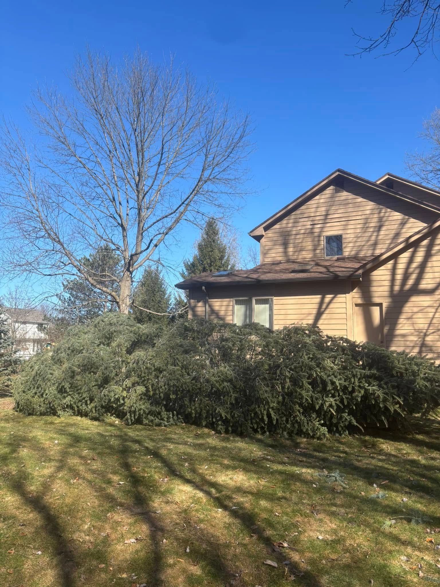 A large, dense, dark green shrub sits in front of a tan house with a brown roof under a clear blue sky.