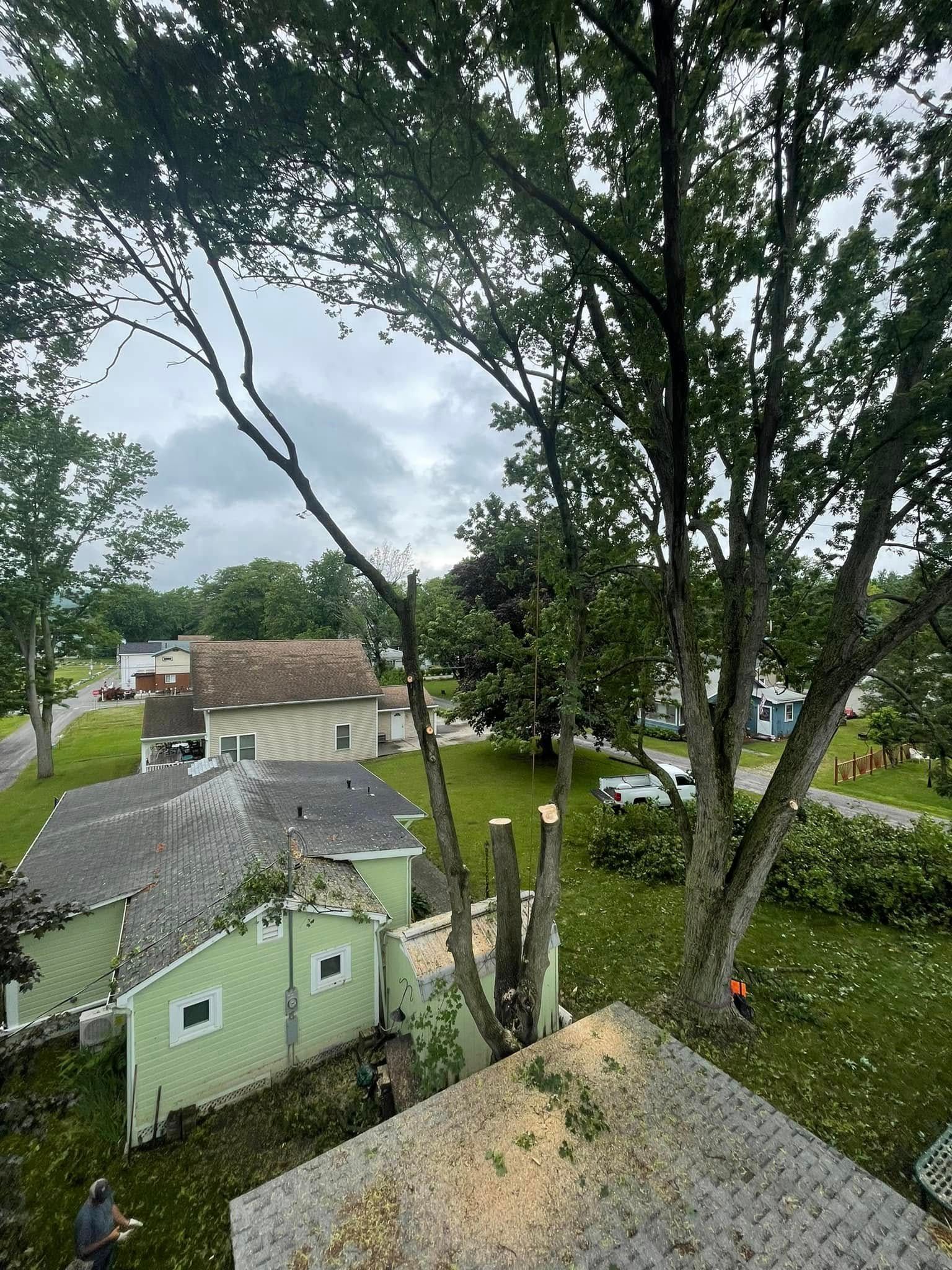 A worker trims branches from a large tree near a light green house and a shingled roof under a cloudy sky.