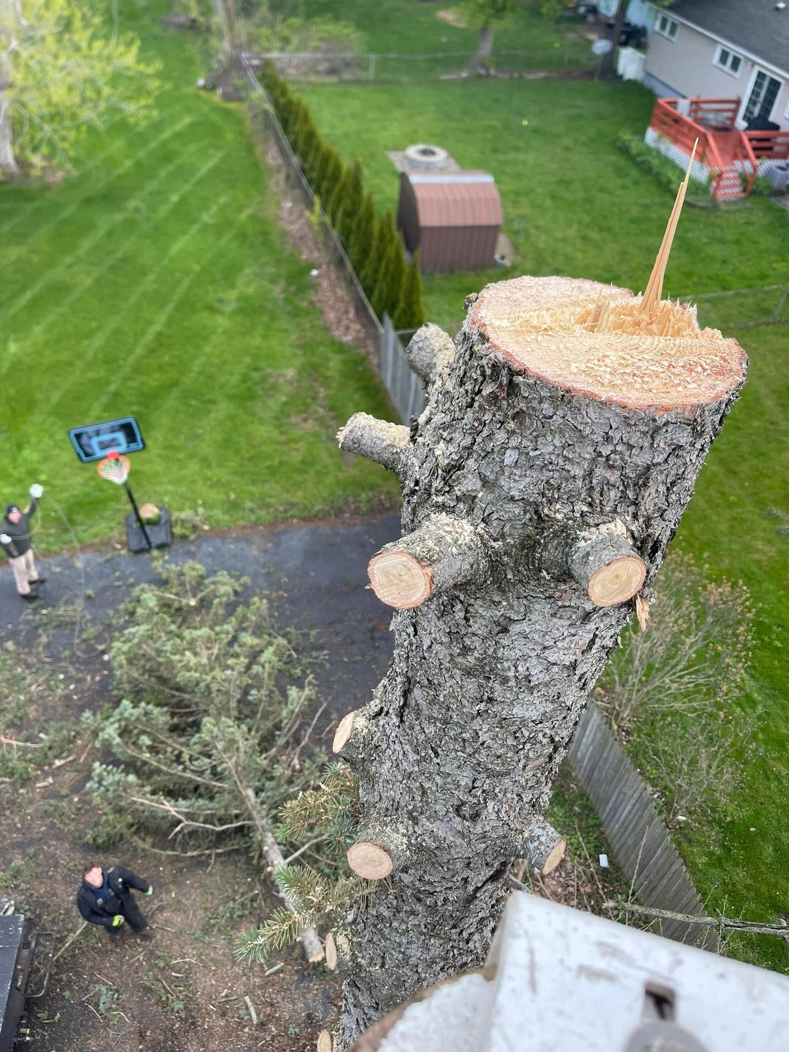 Two workers stand near a tall tree trunk, freshly cut to a stump in a backyard, with trimmed branches on the pavement.